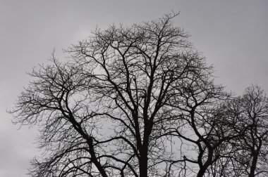 Ağır bulut örtüsü ile Aralık ayında bir gün geç sonbahar ağaç