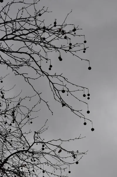 Τέλη φθινοπώρου δέντρο σε μία ημέρα τον Δεκέμβριο με βαρύ σύννεφο καλύπτει — Φωτογραφία Αρχείου