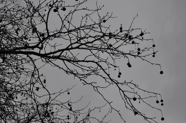 Spätherbstbaum an einem Dezembertag mit dichter Wolkendecke — Stockfoto