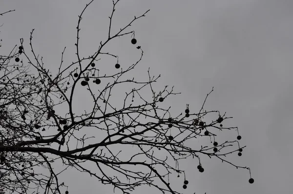 Sen höst träd i en dag i December med tungt molntäcke — Stockfoto