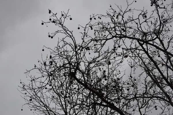 Árbol de finales de otoño en un día de diciembre con una pesada cubierta de nubes — Foto de Stock