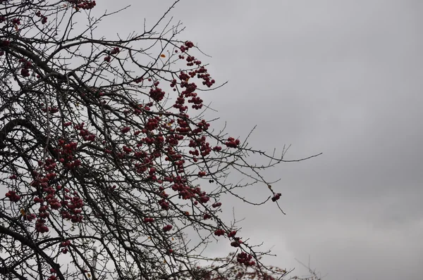 Τέλη φθινοπώρου δέντρο σε μία ημέρα τον Δεκέμβριο με βαρύ σύννεφο καλύπτει — Φωτογραφία Αρχείου