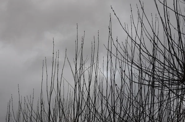 Ağır bulut örtüsü ile Aralık ayında bir gün geç sonbahar ağaç — Stok fotoğraf