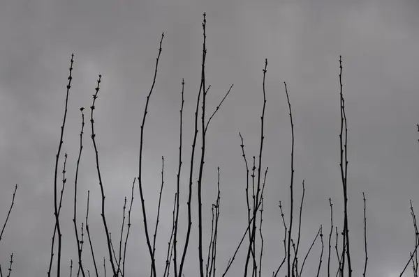 Albero tardo autunno in un giorno di dicembre con pesante copertura nuvolosa — Foto Stock