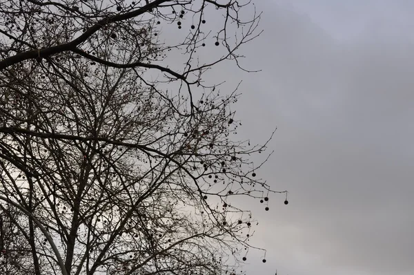 Spätherbstbaum an einem Dezembertag mit dichter Wolkendecke — Stockfoto