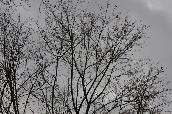 Arbre d'automne tardif en une journée de décembre avec couverture nuageuse épaisse — Photo