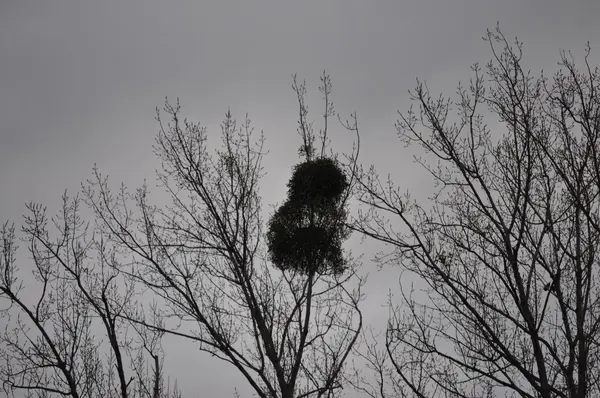 Spätherbstbaum an einem Dezembertag mit dichter Wolkendecke — Stockfoto