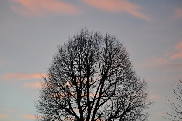 Sabahın erken saatlerinde geç sonbahar ağaçlar — Stok fotoğraf