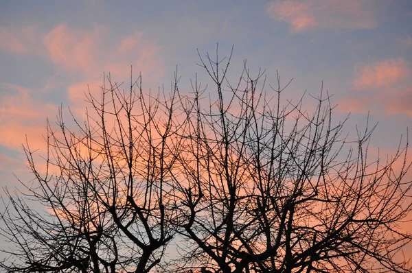 Pozdně podzimní stromy brzy ráno — Stock fotografie
