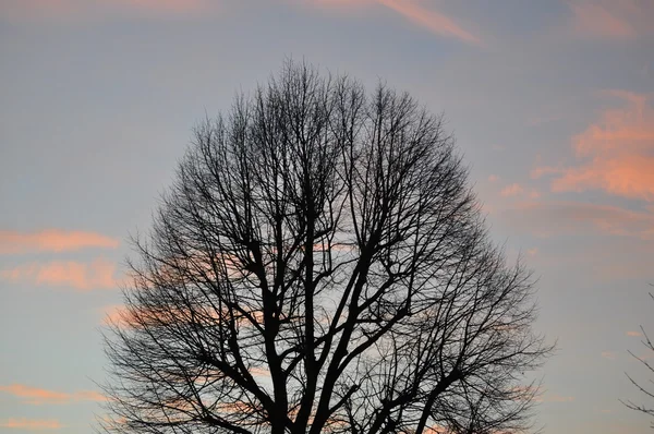 Késő őszi fák kora reggel — Stock Fotó