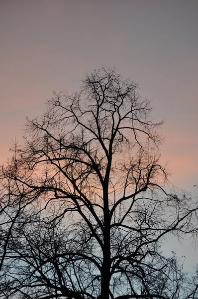 Pozdně podzimní stromy brzy ráno — Stock fotografie