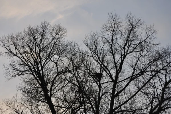 Spätherbstbäume am frühen Morgen — Stockfoto