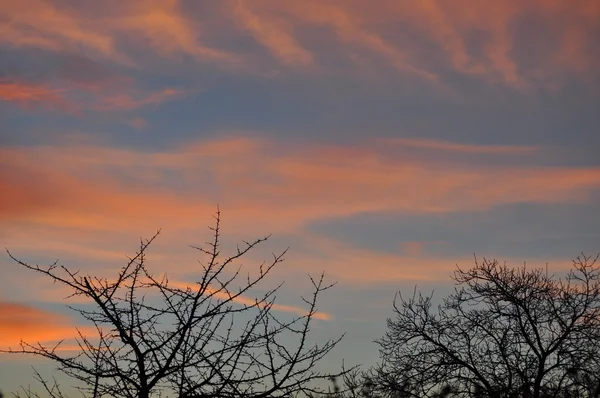 Ранним утром поздние осенние деревья — стоковое фото
