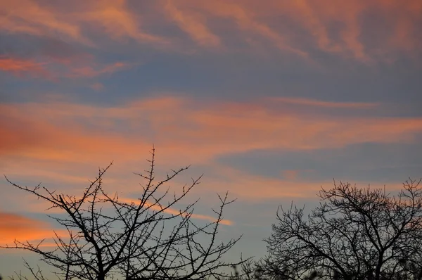 Árboles de otoño en la madrugada — Foto de Stock