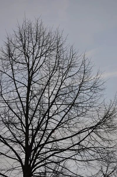 Ранним утром поздние осенние деревья — стоковое фото