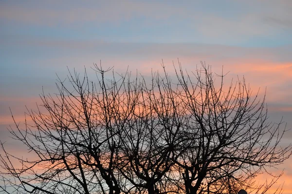 Spätherbstbäume am frühen Morgen — Stockfoto