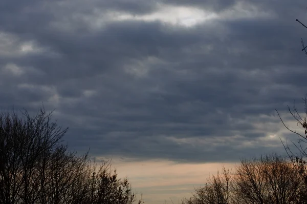 Céu nublado e árvores — Fotografia de Stock