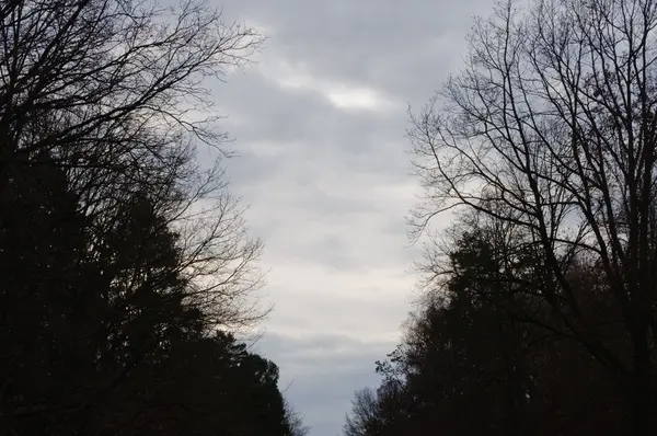 Molnig himmel och träd på en lynnig dag — Stockfoto