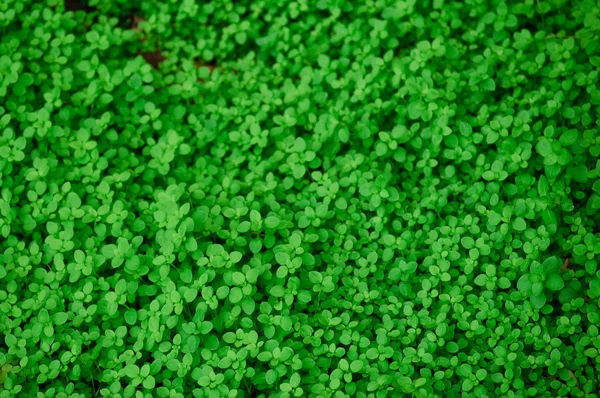 数え切れないほどの新鮮な緑葉 — ストック写真