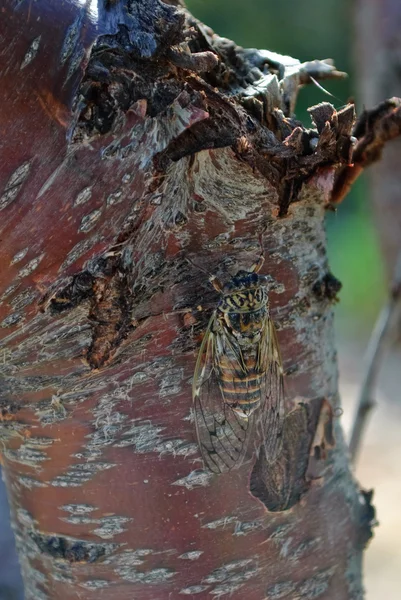 Cicada (Cicadidae) hanging at a tree bark — Stock Photo, Image