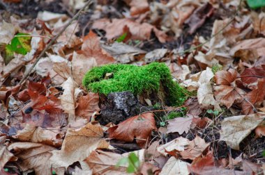 Orman zeminine ve yosunlu ağaç kütüğü sonbahar yaprakları