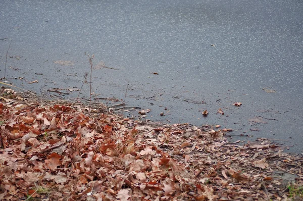 Hojas de otoño en la carretera —  Fotos de Stock