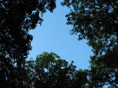 Mavi gökyüzü ve yeşil ağaçlar