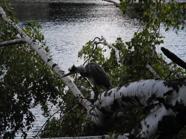 Blauwe reiger staande op een gevallen berk — Stockfoto