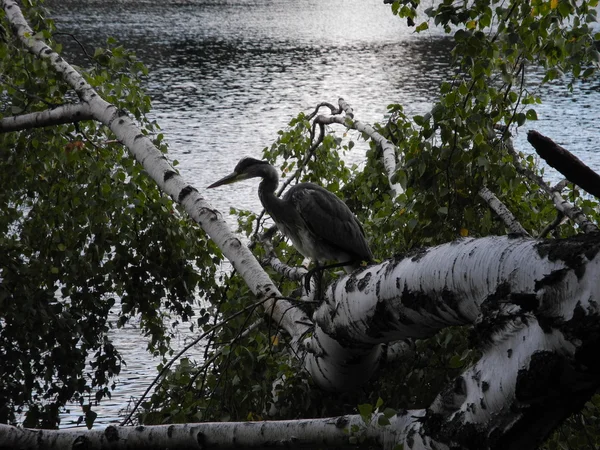 Great Blue Heron standing on a fallen birch — Stock Photo, Image