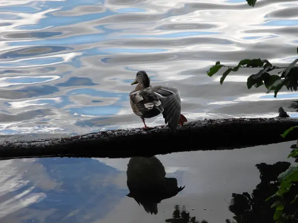 Eend kijkt uit over het water — Stockfoto