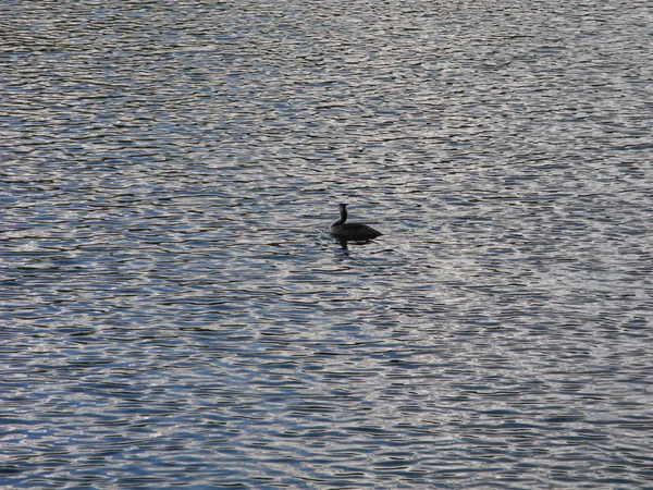 Anatra nuotare sulla superficie di un lago — Foto Stock