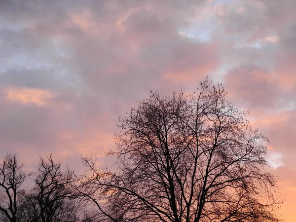 Arbres d'hiver et ciel légèrement nuageux le matin juste après le lever du soleil — Photo