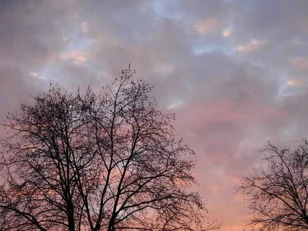 Vinter träd och lite molnig himmel på morgonen - strax efter soluppgången — Stockfoto