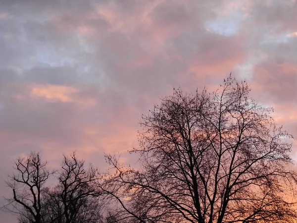 Arbres d'hiver et ciel légèrement nuageux le matin juste après le lever du soleil — Photo