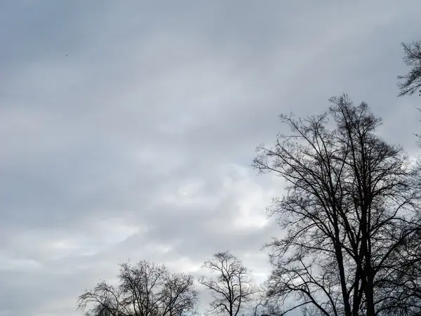 Зимові дерева і злегка хмарно — стокове фото