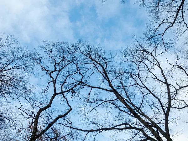 Зимові дерева і злегка хмарне, блакитне небо — стокове фото