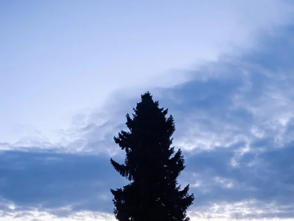 夜遅くのいくつかの雲と木と空 — ストック写真