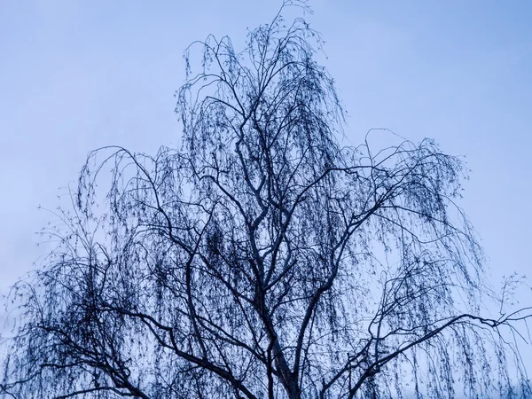 Cielo in tarda serata con alcune nuvole e alcuni alberi — Foto Stock