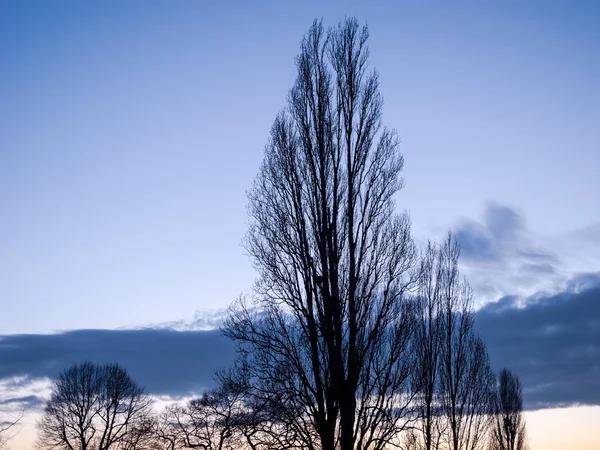 Αργά το βράδυ ουρανό με κάποια σύννεφα και μερικά δέντρα — Φωτογραφία Αρχείου