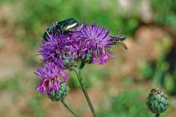 Escarabajo verde y una abeja en un cardo rosa — Foto de Stock