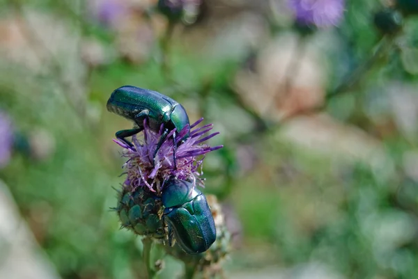 Green beetles on a pink thistle — Stock Photo, Image