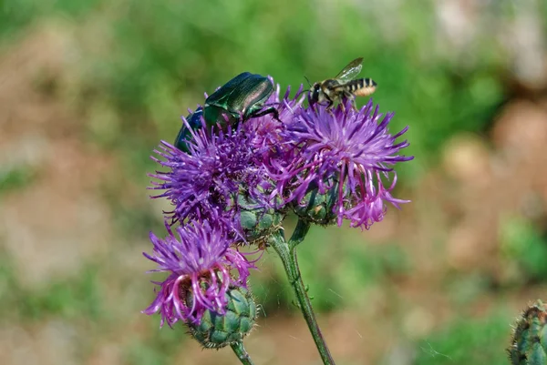 Escarabajo verde y una abeja en un cardo rosa — Foto de Stock