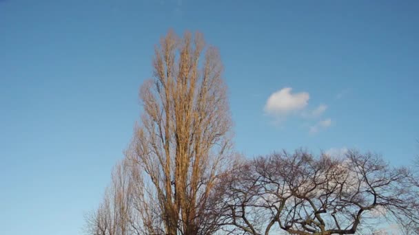 Голі дерева на вітрі і блакитне зимове небо з білими хмарами — стокове відео