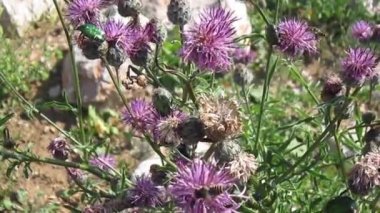 meşgul arılar ve güneş ışığı altında yeşil böcekleri üzerinde pembe Deve dikeni