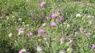 pembe Deve dikeni ve gün güneşli yaz yeşil çimen