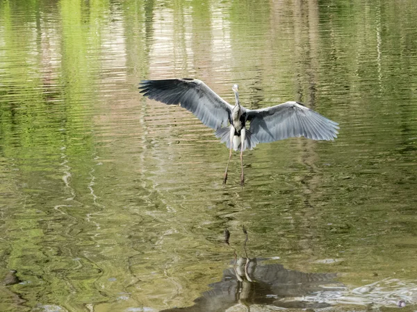 Grey Heron mendarat, tepat sebelum touchdown — Stok Foto