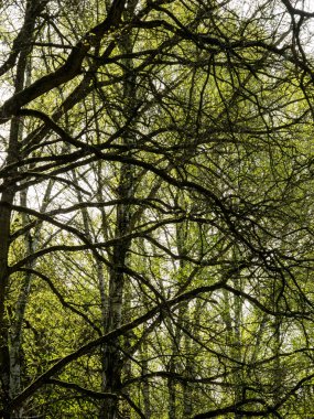 ağaç, bakir doğa iç içe