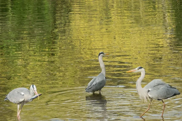 Velká modrá volavka na břehu jezera — Stock fotografie