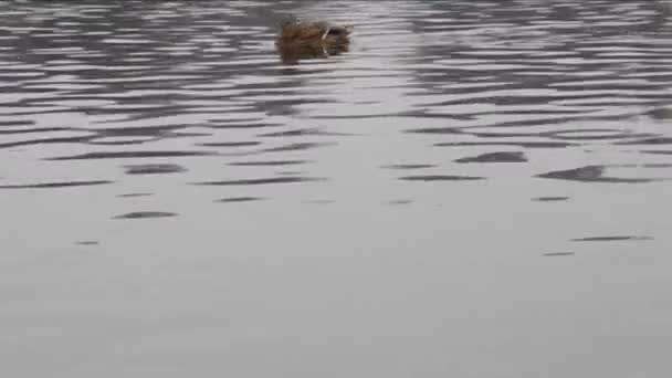 Canards nageant sur un lac — Video