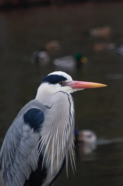 Reiger en enkele eenden op de achtergrond — Stockfoto